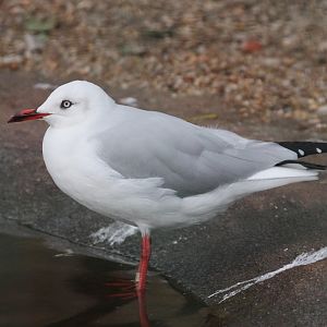 Grey-headed Gull (Larus cirrocephalus poiocephalus)