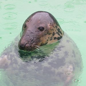 Baltic Grey Seal 101012