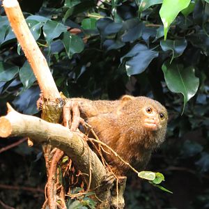 Pygmy Marmoset 101012