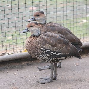 West Indian Whistling-duck (Dendrocygna arborea)