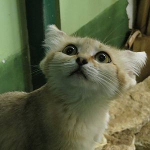 Sand Cat 101012