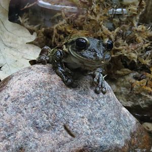 Trachycephalus nigromaculatus 101012