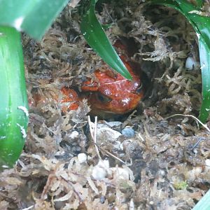 Sambava Tomato Frog 101012