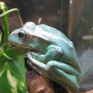 Flying Frog Rhacophorus feae 101012