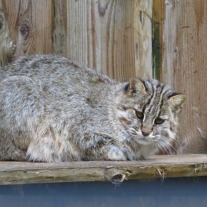 Amur Leopard Cat 101012