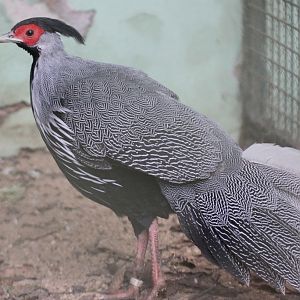 Crawfurd's Kalij Pheasant (Lophura leucomelana crawfurdi) male