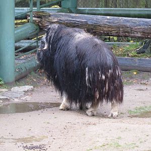 Musk-ox 101012