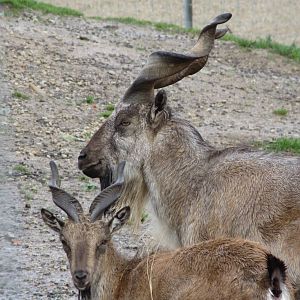 Tadjik Markhor 101012