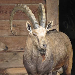Nubian Ibex 101012