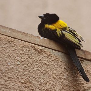 Yellow-mantled Widowbird (Euplectes macroura)