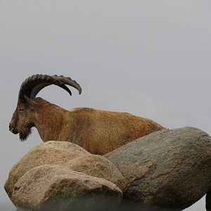 West Caucasian Tur 101012