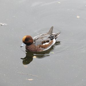 Wigeon 101012