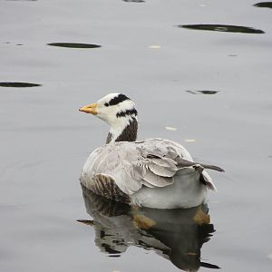 Bar-headed Goose 101212