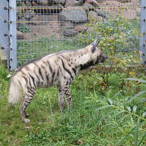 Striped Hyena 101012