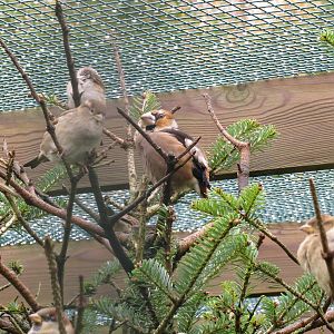 Hawfinch 101012