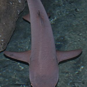 What kind of shark? (Hangzhou Polar Ocean World)