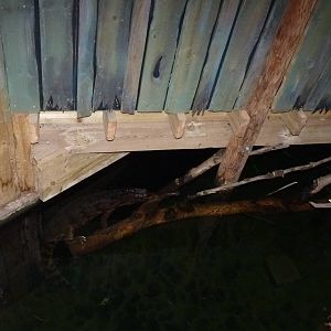 Tomistoma, 23 January 2013