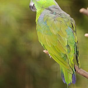 Mount Mada (Buru) Racquet-tailed Parrot (Prioniturus mada) male