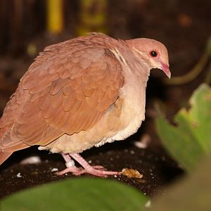 Ruddy Quail-Dove (Geotrygon montana)