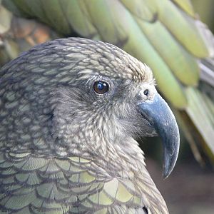 Kea at Blackpool Zoo, 09/12/12