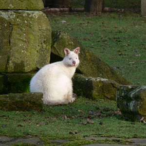Bennett's Wallaby at Blackpool Zoo, 09/12/12