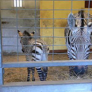 Hartmann's Mountain Zebras at Blackpool Zoo, 09/12/12