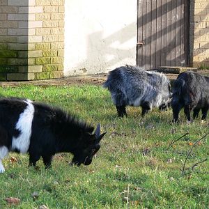 African Pygmy Goats at Blackpool Zoo, 09/12/12