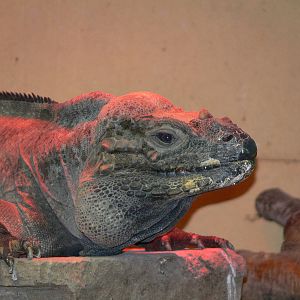 Rhinoceros Iguana at Blackpool Zoo, 09/12/12