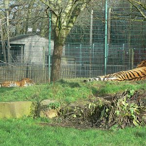 Amur Tigers at Blackpool Zoo, 09/12/12
