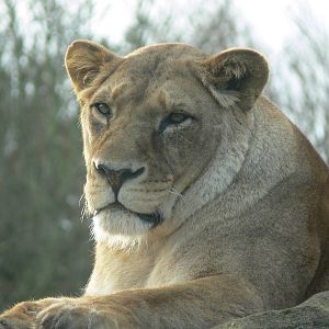 African Lioness at Blackpool Zoo, 09/12/12
