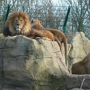 African Lions at Blackpool Zoo, 09/12/12