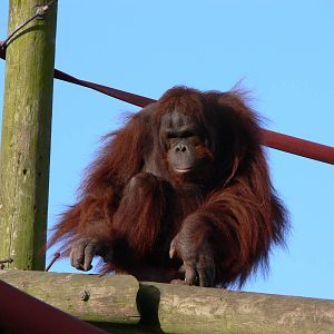 Western Bornean Orangutan at Blackpool Zoo, 09/12/12