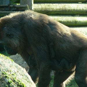 Western Lowland Gorillas at Blackpool Zoo, 09/12/12