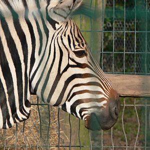 Hartmann's Mountain Zebra at Blackpool Zoo, 09/12/12