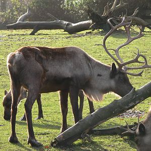 Common Reindeer at Blackpool Zoo, 09/12/12