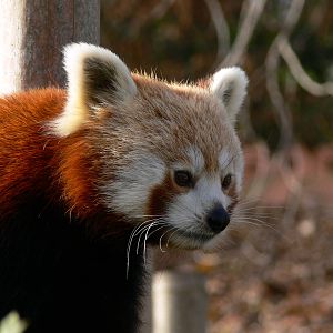 Nepalese Red Panda at Blackpool Zoo, 09/12/12