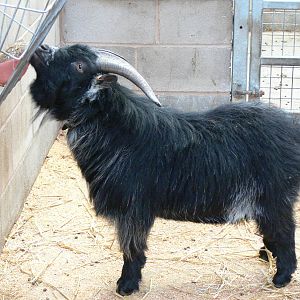 African Pygmy Goat at Blackpool Zoo, 09/12/12