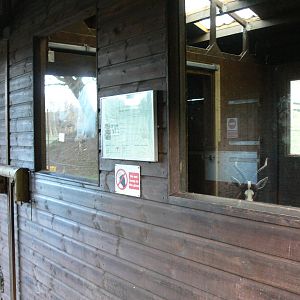 Blesbok interior at Blackpool Zoo, 09/12/12