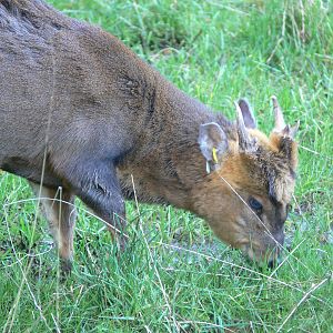 Reeves's Muntjac at Blackpool Zoo, 09/12/12