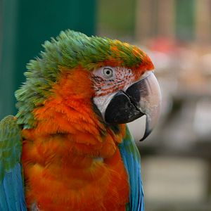 Hybrid Macaw at Blackpool Zoo, 09/12/12