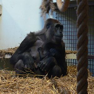 Western Lowland Gorillas at Blackpool Zoo, 09/12/12