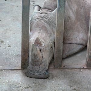 Southern White Rhino at South Lakes WAP, 24/11/12