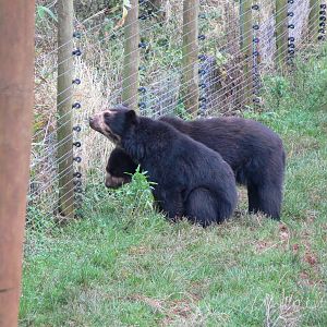 Spectacled Bears at South Lakes WAP, 24/11/12