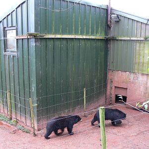 Bear House at South Lakes WAP, 24/11/12