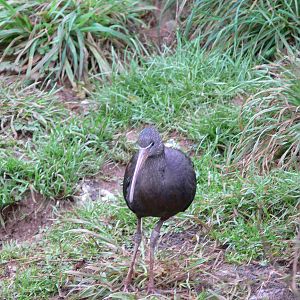 Glossy Ibis at South Lakes WAP, 24/11/12