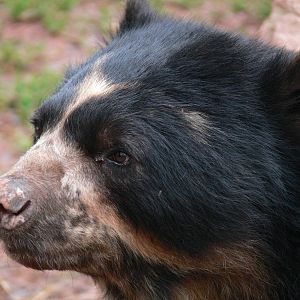 Spectacled Bear at South Lakes WAP, 24/11/12
