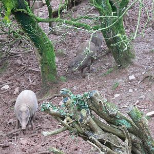 Babirusas at South Lakes WAP, 24/11/12
