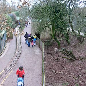 Babirusa Exhibit at South Lakes WAP, 24/11/12