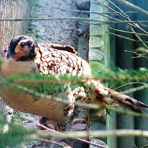 Cabot's Tragopan at Liberec, 28/08/12