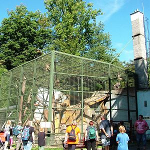 Baboon Exhibit at Liberec, 28/08/12